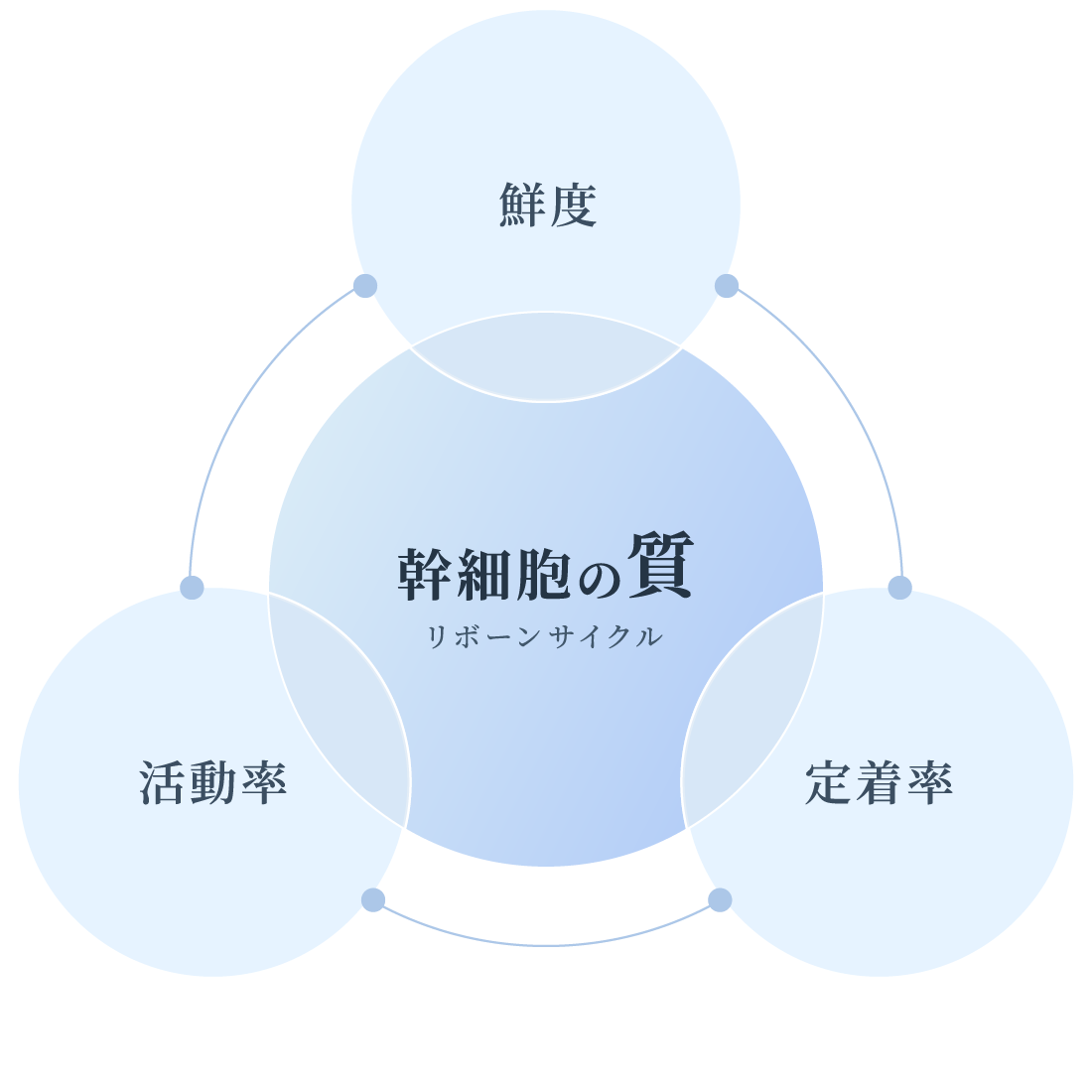 幹細胞の質を構成する3要素（鮮度・活動率・定着率）の図解