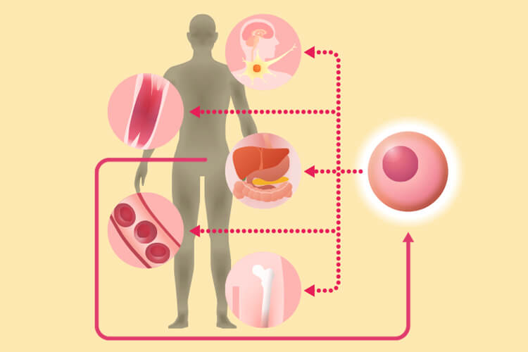 自己脂肪由来幹細胞治療の仕組みを示すイラスト