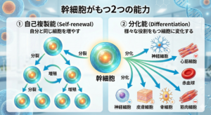 幹細胞の特徴