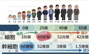再生医療の仕組み