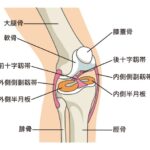 半月板の説明図