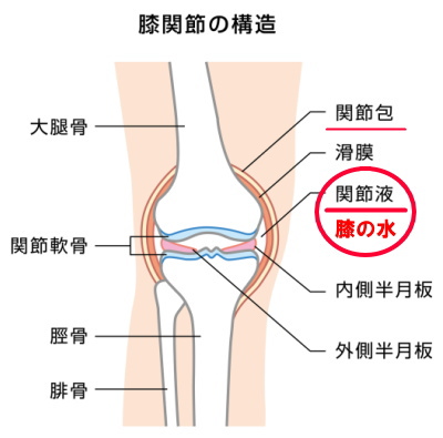膝関節の構造図