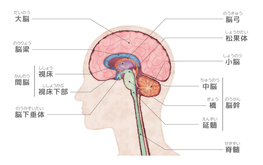 脳幹出血原因