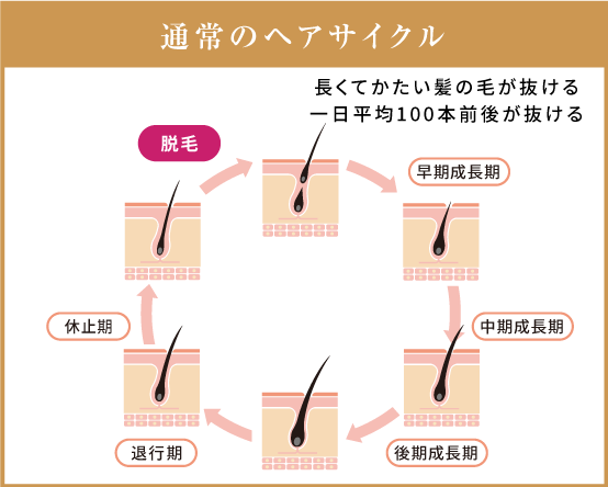 毛髪再生 Aga 公式 朱セルクリニック銀座